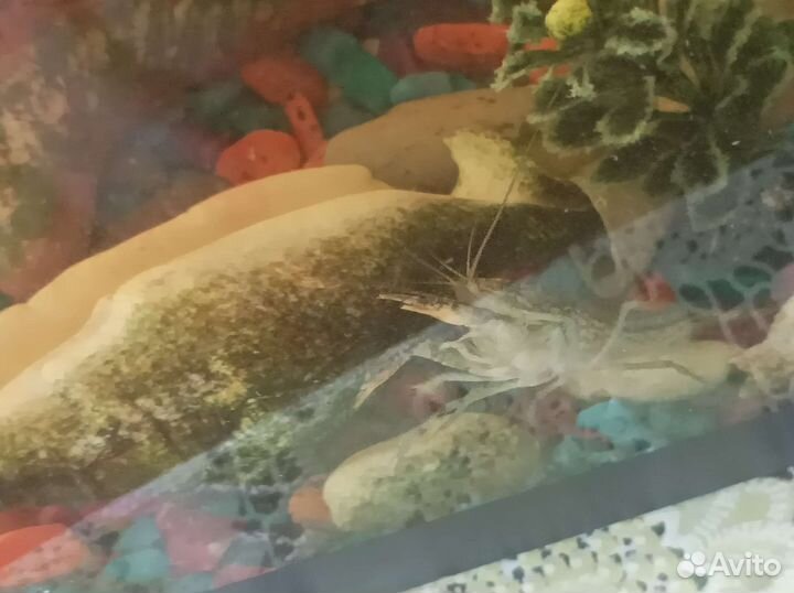 Раки декоративные