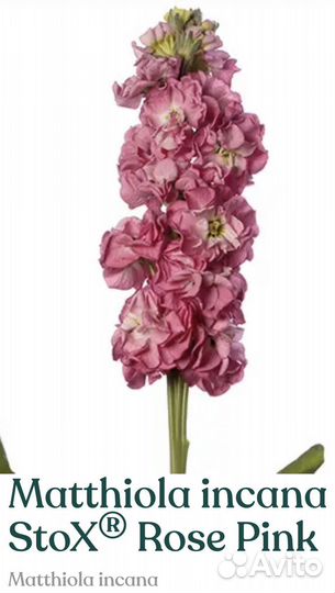 Рассада маттиолы Stox