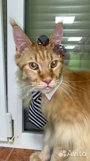 Студия груминга