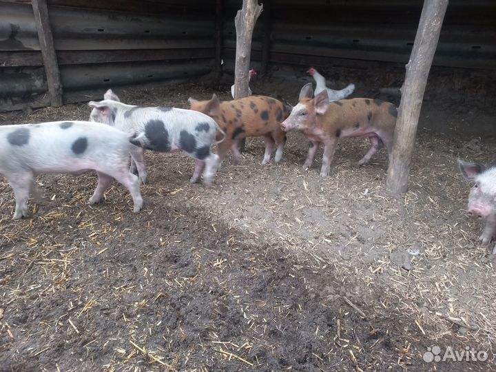 Поросята