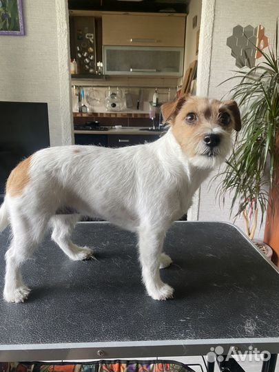 Стриппиинг и тримминг собак