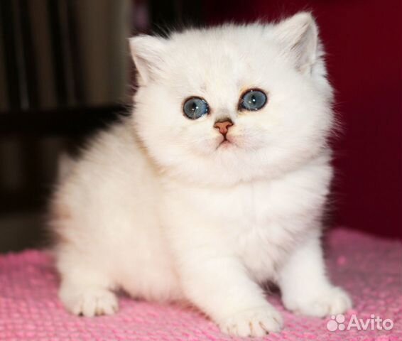 Британские серебристые шиншиллы