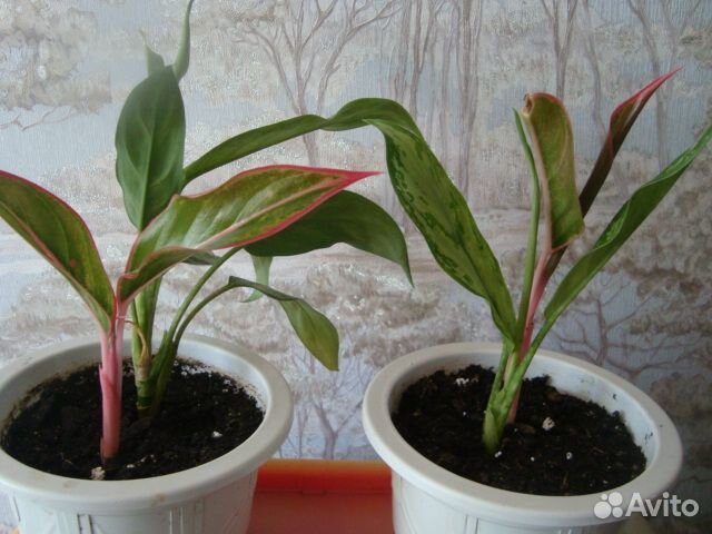 Аглаомена Гибискус