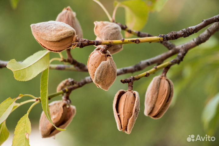 Миндаль горький обыкновенный (саженец)