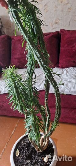 Молочай панцирный