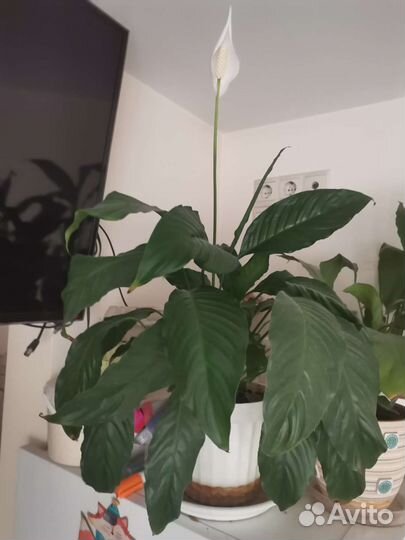 Спатифиллум или женское счастье