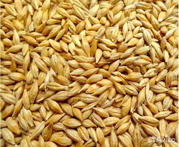 Ячмень, (30кг/м)