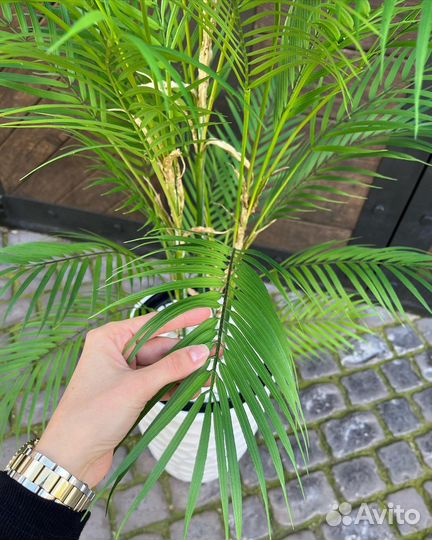 Искусственная пальма