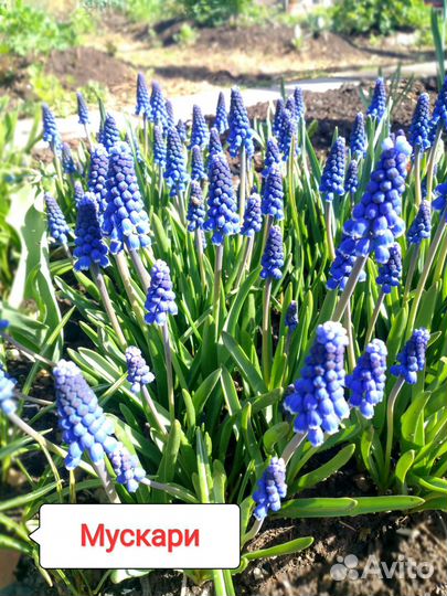 Многолетние цветы