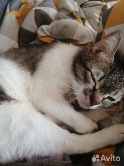 Отдам кота в добрые руки