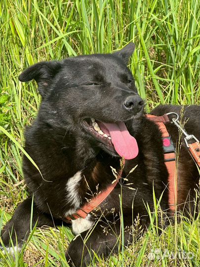 Настоящий Мишка из приюта