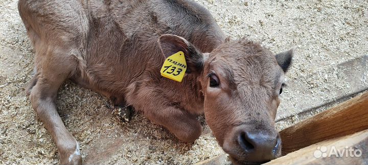 Телята бычки телки