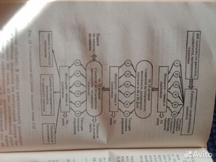 Книга разведение и содержание кроликов