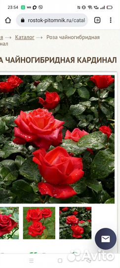 Розы плетистые, спреи, чайно гибридные