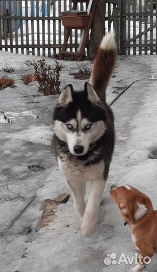 Сибирский хаски