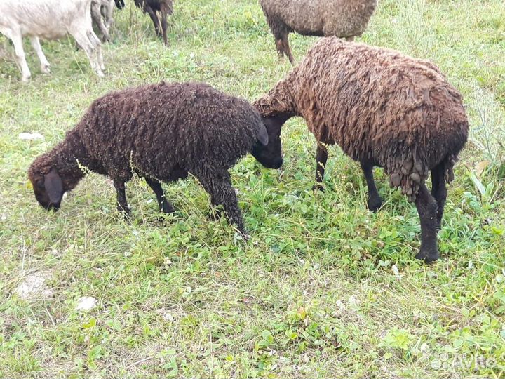 Продажа баранов и овец