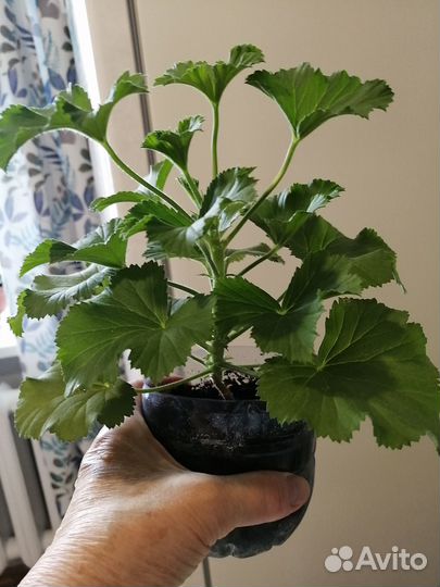 Королевская пеларгония