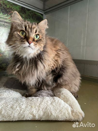 Мэри бросили,и ей нужен новый дом