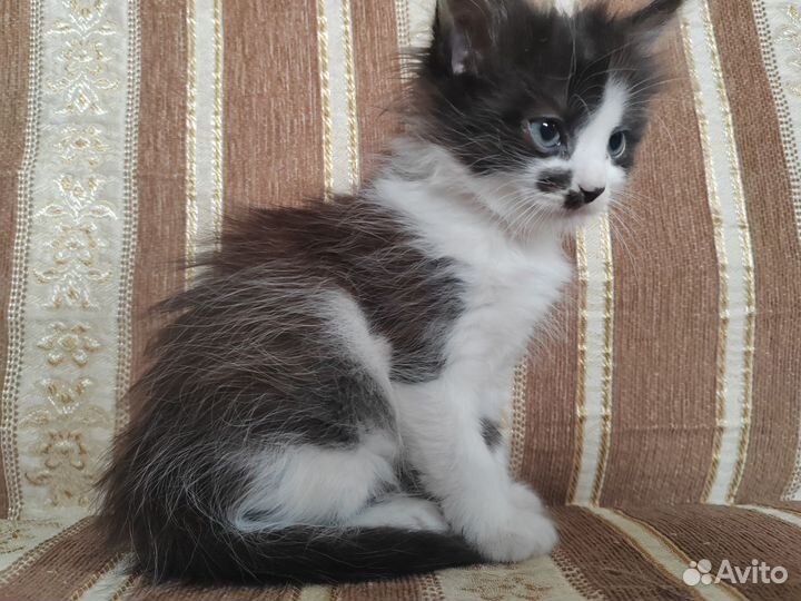 Очаровательные котята