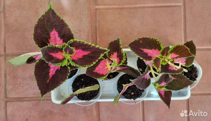 Колеус Блюма