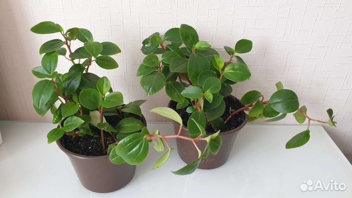 Пеперомия головатая, туполистная