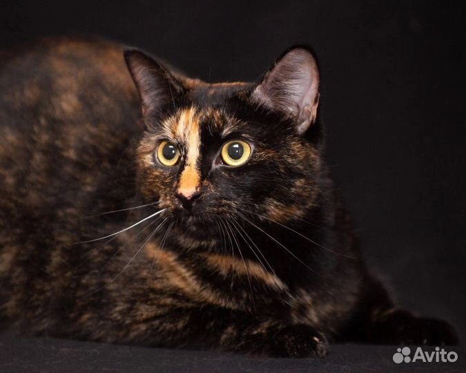 Кошка в хорошие руки бесплатно