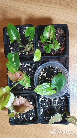 Сингониумы