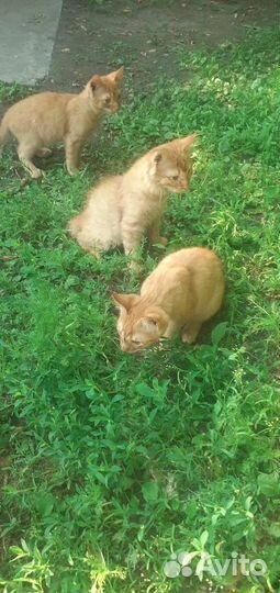 Милашки в добрые руки