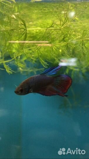 Рыбка Петушок