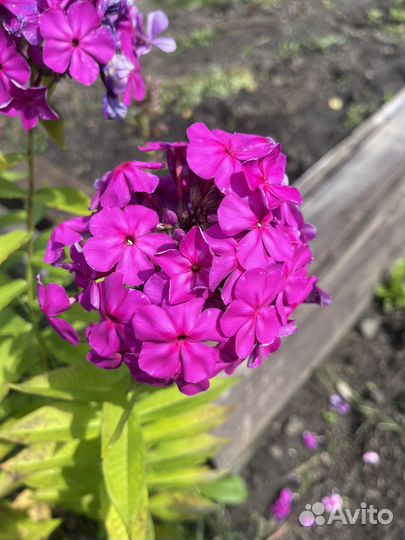 Многолетники: флоксы