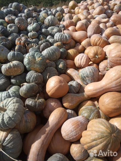 Тыква оптом