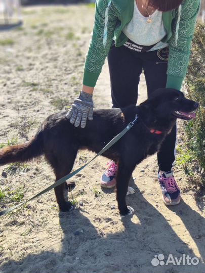 Собака в добрые руки