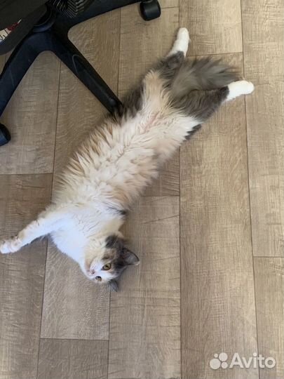 Кошка в дар