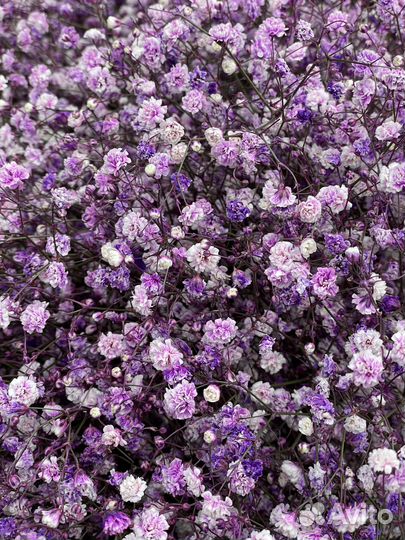 Гипсофила оптом