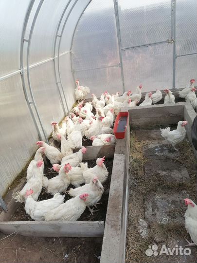 Куры несушки