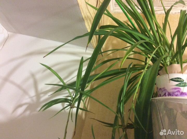 Алоэ, мята, перец острый