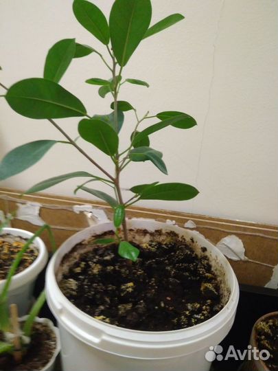 Комнатные цветы