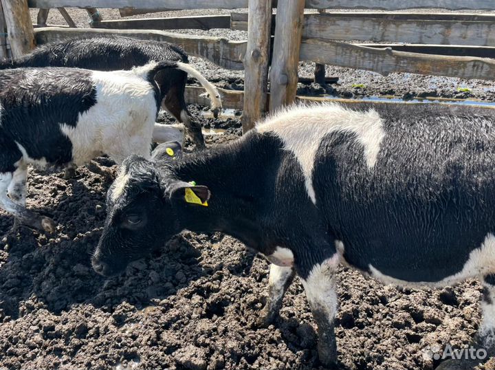 Бычки, телята от 1мес