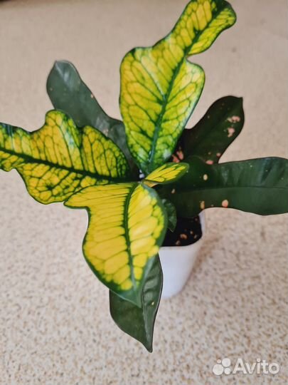 Кротон Вилма