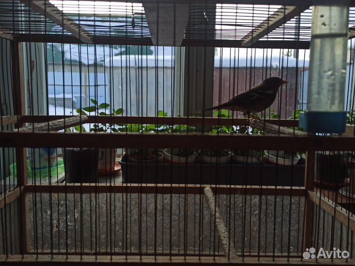 Певчие лесные птицы