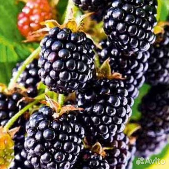 Саженцы Ежемалина Блэк Сатин без шипов