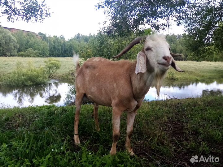 Нубийский и альпийский козел вязка
