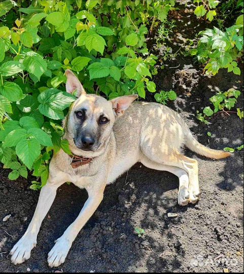 Найда ищет дом