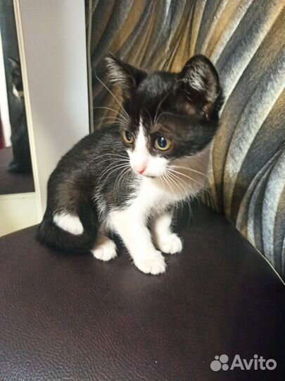 Котята 3 штуки