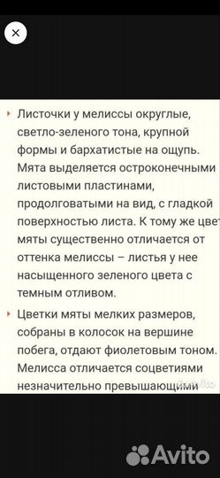 Цветок женское счастье и домашняя мята