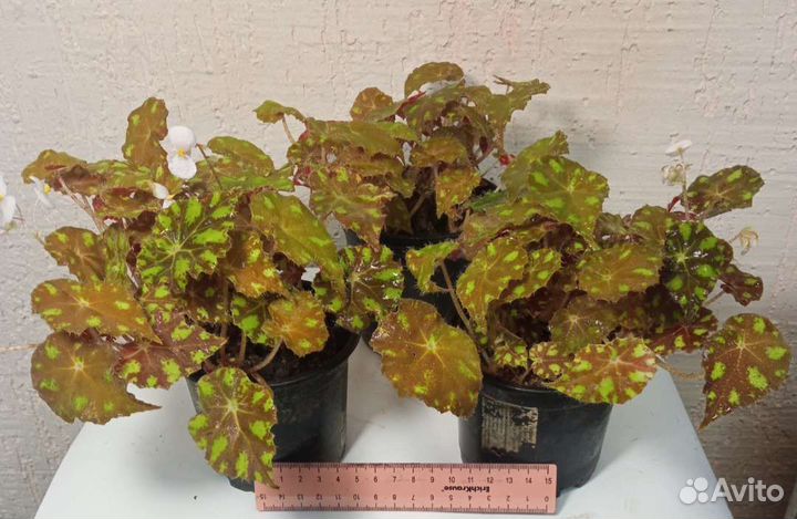 Бегония тигровая бауэра