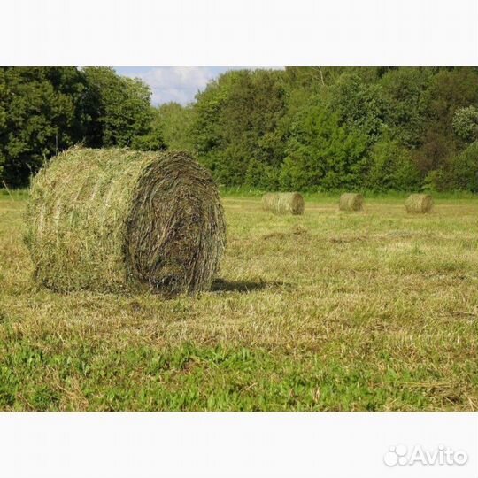 Сено люцерны