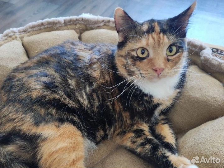 Красавица -кошка Алиса