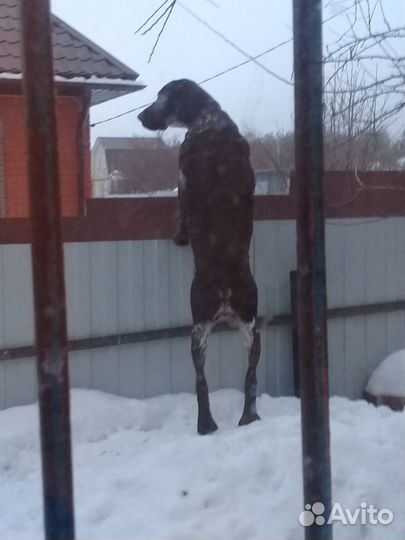 Вязка Курцхаара