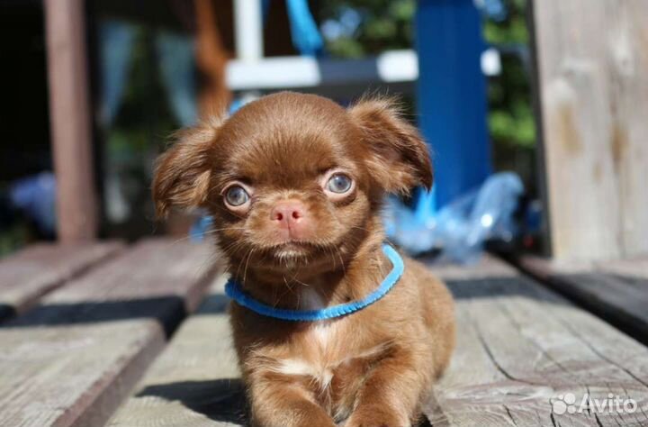 Замечательный шоколадный мальчик